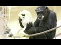 食事の好みはチンパンジーそれぞれ　東山動植物園　チンパンジー