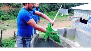 Manedovan Trout Fish Farming Trip