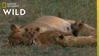 Lion Mother Keeps Cubs Safe From Predator | Born In Africa