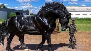 TOP 10 CABALLOS MÁS INCREÍBLES DEL MUNDO