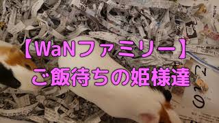 【WaNファミリー】モル姫　モルモット　ご飯待ち　動物専門学校 トリマー 動物看護師 アクアリウム 動物のお仕事