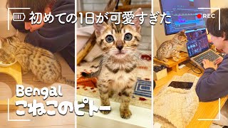 【vlog】天使がうちに来た日。初めての1日が可愛すぎた【ベンガル子猫ピトーのお迎え】