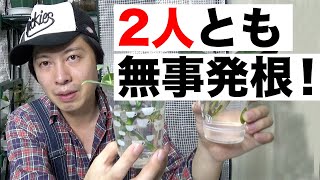 【観葉植物】水挿ししていたシンゴニウム チョコレート＆フィロデンドロン シルバーメタルが発根したので植え込み！パルダリウムの為に部屋を増やす？