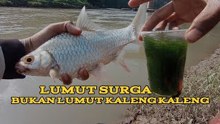 CARA MENCARI DAN MEMAKAI LUMUT SURGA UNTUK MANCING TAWES‼️