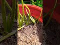 এলোভেরা গাছ লাগানোর নিয়ম how to grow aloevera plant shorts