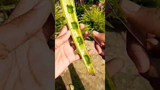 এলোভেরা গাছ লাগানোর নিয়ম | How to grow aloevera plant #shorts