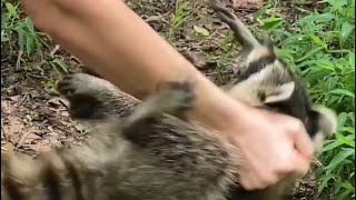 Rabid raccoon attack Alabama