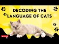 How To Communicate With Your Cat: Secrets Of Feline Language | Infinite Wisdom Hub