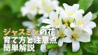 【初心者向け】ジャスミンの花の基本的な育て方を解説！育ちやすい環境とは？