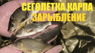 Зарыбление озера сеголеткой карпа  -Астана