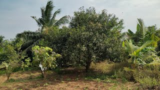 No : 172 அழகிய பண்ணை வீடு மற்றும் விவசாய நிலம் 6 Acres For Sale Near Acharapakkam | 9626716274