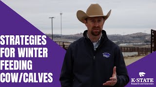 Cow Calf Winter Feeding Strategies