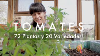 🍅😱 Como transplantar tus #Tomates | 72 Plantas de Tomate de 20 variedades distintas 🍅💚