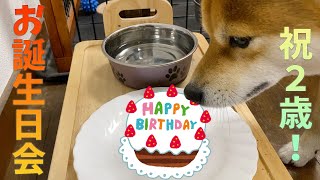 豆柴ふく2歳の誕生日！ケーキを初めて食したら・・・#91