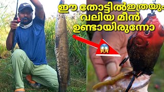 ചേറുമീന്റെ വലിപ്പമുള്ള നാടൻ വരാല് /Kerala snakehead fishing/varal fishing/nadan varal