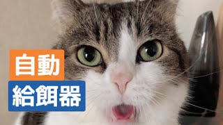 【マンチカン】【保護猫】自動給餌器を試してみた！！