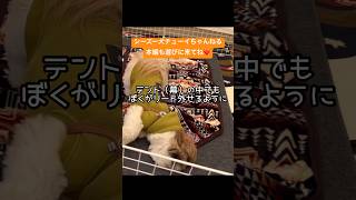 【シーズー】ディキャンプで試してみたよ！#シーズー #shihtzu #鼻ぺちゃ犬#ディキャンプ #アラフィフ #夫婦と犬