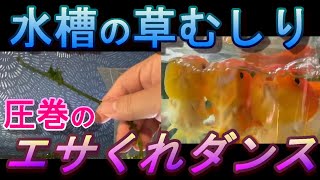 【水草】【エサくれダンス】水槽内の草むしりと圧巻のエサくれダンス。