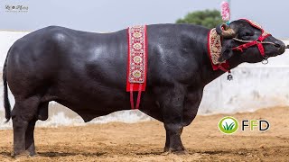 Pakistani Heavy Beautiful Buffalo / Sanda || Cow Mandi 2020