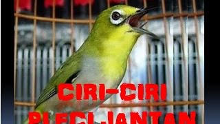 Kicau Burung Pleci Terbaik 2015