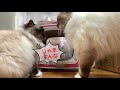 黒ゴムで遊ぶガブ【遊びは文化の原点】play is the origin of culture（バーマン猫）birman cat