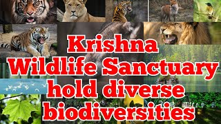 Krishna Wildlife Sanctuary, Krishna District, Andhrapradesh, India.