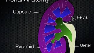 Ultrasound Kidney and Bladder/must see / very imp