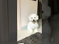 happy frosty bichonfrise bichon furbaby highlights puppy dogshorts dogyoutuber bichon