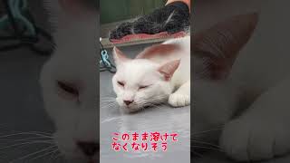 グルーミングが気持ちよくて溶けちゃった弟猫