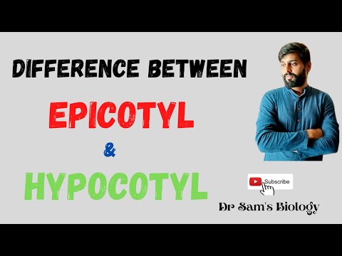 What is the function of Epicotyl and hypocotyl?