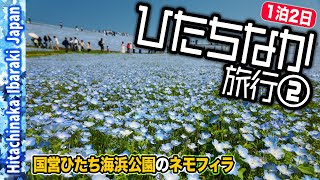 ひたちなか旅行②国営ひたち海浜公園のネモフィラ