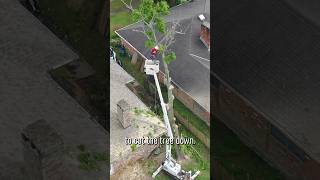 The Cheapest Tree Removal Bid