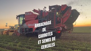 Arrachage de carrotes et semis de céréales 100% case🔴🔴(eureden et cuma de taulé)