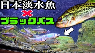 清流再現水槽にブラックバスを投入すると…【120cm日本淡水魚水槽】