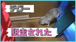 飼育から半年　脱走するデグー【デグー・degu飼育】