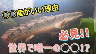 【魅惑の古代魚】これからポリプテルスを飼育したい人にポリプテルスデルヘッジをお勧めしたい理由