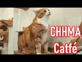 CHHMA Catfé. Amazing Cat Coffee Shop in Phnom Penh.