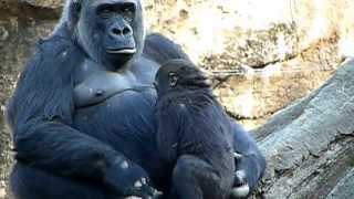 2011年4月7日の上野動物園のゴリラの母子。Mom and cute baby gorilla.#03