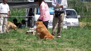 2015年関東訓練チャンピオン決定競技会（臭気選別1 -A　ジャンヌ）