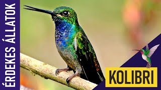 KOLIBRI | Állatok kicsiknek | Ismeretterjesztő | Természetfilm | Magyar szókincs bővítése