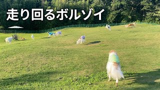 At the chartered dog run from the evening, Borzoi ran around and humans had a feast.