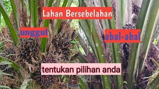 Perbandingan sawit Abal abal dan unggu di Lahan yang serupa