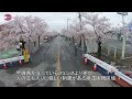 桜のトンネル満開 全町避難が続く福島県富岡町