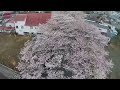 桜のトンネル満開 全町避難が続く福島県富岡町