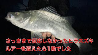 【七里御浜】やっぱりヒラスズキはそこにいる【サーフヒラスズキ】