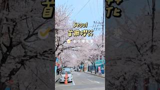 🌸【韓國首爾櫻花攻略】⁣首爾賞櫻景點：合井櫻花巷