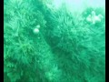 muglins dive dalkey island.wmv