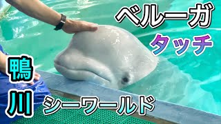 【4K】ベルーガ タッチ \u0026 のんびり時間【鴨川シーワールド】シロイルカ 高画質『頭をなでられる かわいい姿！』2022.9.26【水族館・動物園の生き物動画】白イルカ HD