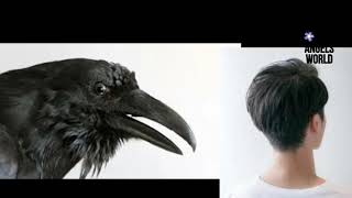 அண்டங்காக்கை | Raven | காகம்