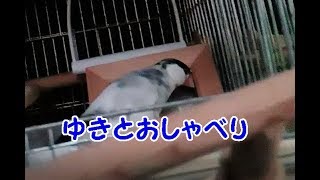 文鳥の介護#87 ゆきとおしゃべり Talk with YUKI. 8year old java sparrow.